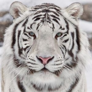 Betul White Tiger 160x230cm 21120-091 0592
