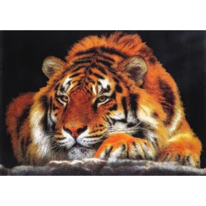 Iconic Siberian Tiger 160x230cm 15812-91 0700