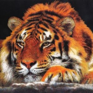 Iconic Siberian Tiger 160x230cm 15812-91 0700